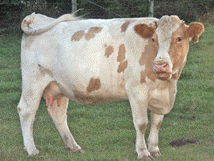 Beefalo cow