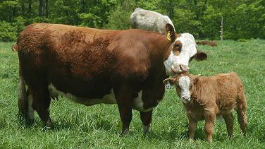 Beefalo Cow & Calf